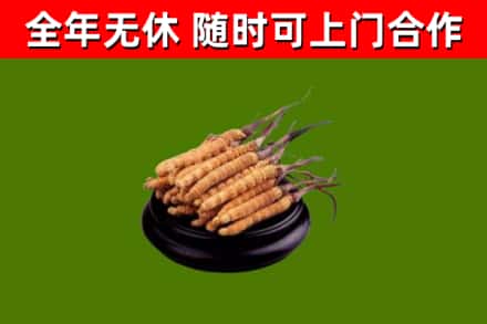 鲅鱼圈区烟酒回收冬虫夏草.jpg